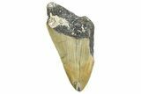 Bargain, Juvenile Megalodon Tooth - Serrated Blade #363753-1